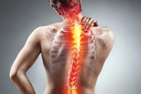 spina-dorsale